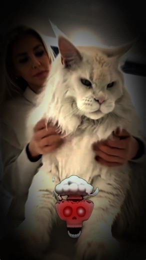 Big and Small cat ☠️| #usa #usashorts #trending #cat