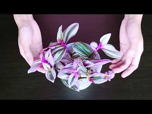 Tradescantia Propagation/Tradescantia Bubblegum Lilac/Tradescantia Tricolour/Nanouk
