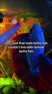 Can male and female betta fish live together? See what happens!#bettafish #aquarium