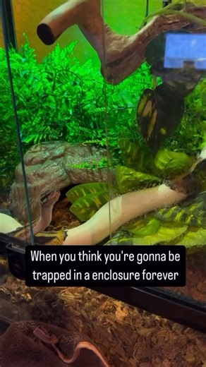 Veronica Robles “Gizmo Account” on Instagram: "Buy a ball Python they said ✨. #snakes #reptiles #funny #funnyanimals #cuteanimals #cute #python #snakeshed #herpetology #reptile#snake #instasnake #instareptile #snakesofinstagram #serpent #serpiente #serpientes #serpenti #serpente#serpentes #schlange"