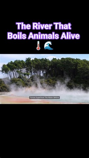 The Mysterious Boiling River of the Amazon | Shanay-timpishka Explained #boilingriver #river #peru
