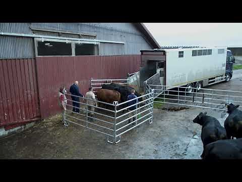 Loading cattle on a truck