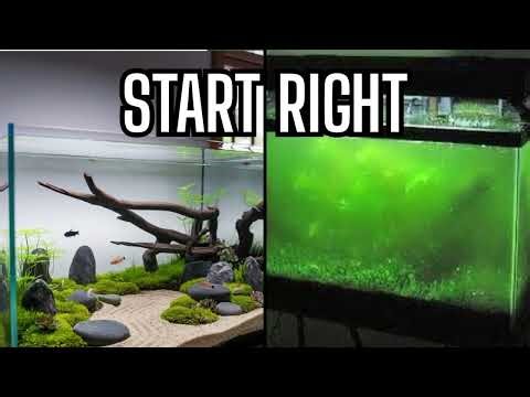 How to Start a Shrimp Tank (Beginner’s Full Guide)