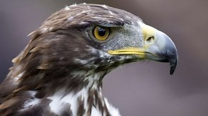 Golden eagles 'can return to south of Scotland'