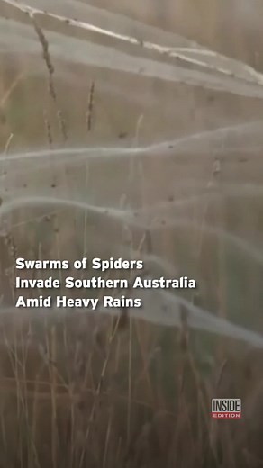 Swarms of Spiders Invade Southern Australia Amid Heavy Rains