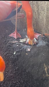 4M views · 74K reactions | We have a fluffy little announcement! This...