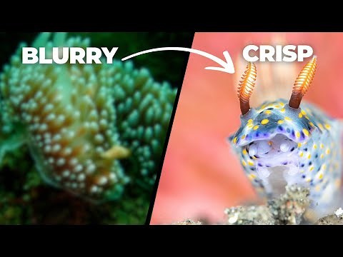 Top Underwater Photographer Reveals Best Techniques