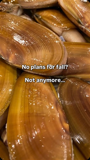 Goose Point Oysters on Instagram: "WDFW has approved 7 days of razor clam digs this week!  Family fun for everyone — grab your boots, a bucket, and don’t forget your shellfish license.  Check the official tide schedule and locations at WDFW before you head out. Then swing by The Oystery for oysters tide to table and make it a full coastal adventure. "