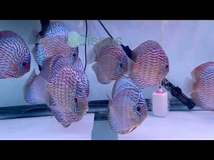 6.0-6.5" Altum Blue and Altum Flora Turquoise