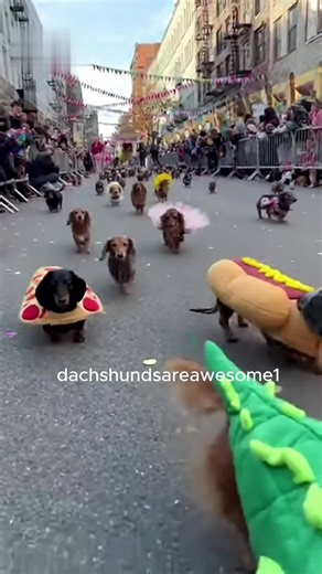 Dachshund festival showing off their halloween costumes for trick or treat #halloween2025 #sausagedog | Dachshunds Are Awesome