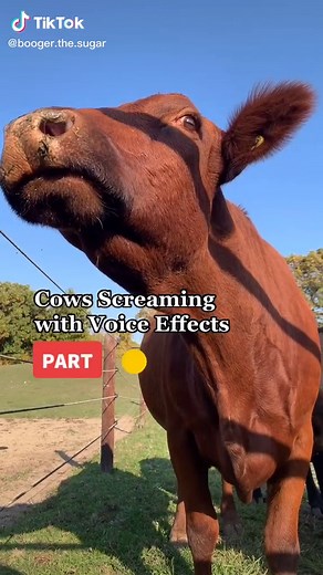 Cows Screaming with Voice Effects