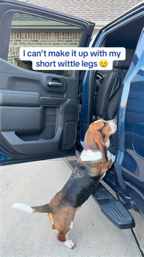 Gilbert the Basset Hound | A ramp built for big boys like me!!! ❤️ Holds up to 200 lbs, anti-slip, 90° adjustable head to handle a variety of trucks and SUVs, folds... | Instagram