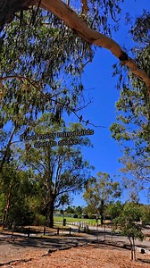 NOISE ALERT - THERES A SNAKE I finally got it on video that noisy Minor birds alert to snakes. If you see a group of these birds screaming and shouting (sometimes swooping) - there is a snake nearby. #snakecatcher #snake | The Snake Hunter