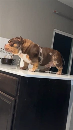 5.7K views · 171 reactions | Chocolatito is the hottest Chocolate Tri Merle Exotic Bully in the Bully Game!!  Make sure you go check out Angel Hernandez on Facebook because this guy has some nice dogs! #microbully #viral #microbullies #designerbully #merlebully #LoyaltyOverMoney #NotForSale | The Bully Broadcast | Facebook