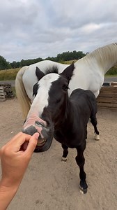 19K views · 1.7K reactions | C’est dimanche ☕️☀️ #horse #horses #routine #dimanche #cheval #chevaux #chevaldetrait #percheron #percherons #percheronsofinstagram #horselover #horsepower #drafthorse #drafthorses #horsecare #chevaldemavie #horsegirl #dimanchematin #goodvibesonly | Cheval des Vignes | Facebook