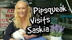 71 reactions · 3 comments | Pipsqueak Visits Saskia at the Guinea Pig Rescue Full Video: https://youtu.be/zIMGjNpBgxw #guineapigs #guineapigsofinstagram #guineapigcare #cuy #laguineapigrecue #scottysanimals #animalrescue #realmenloveguineapigs #meerschweinchen #cavysavvy #cobaya #cobaye #guineapigsofig #guineapigsof_ig #guinea #pig #piggy #piggies #cavy #cavyslave #cavyslaveforever #babyguineapig #howtoholdaguineapig #guineapigcare | Scotty's Animals | Facebook