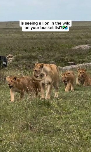 The Real Lion King of Serengeti | Incredible Lion Sounds on Safari#lion #serengeti #safari #travel