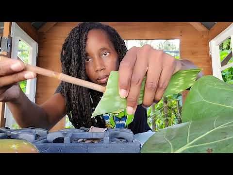 How To Propagate a Sea Grape Fruit Tree | Found It, Saved It, Planted It