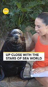 Never get between a seal and his girlfriend, Taylor! 🦭 #9Today | TODAY