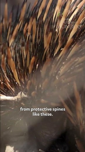 The Weird and Wonderful Echidna