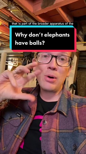 Why Don’t Elephants Have Visible Testicles?