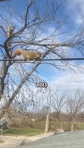That is one fat squirrel | EBB Super Star