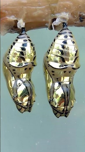 These chrysalises look like precious jewels #butterflies #insects #bugs