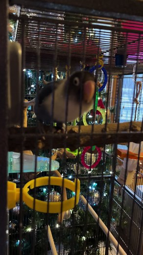 Talking Lovebirds | Nalu the Cute Talking Parrot | Birds Having Fun