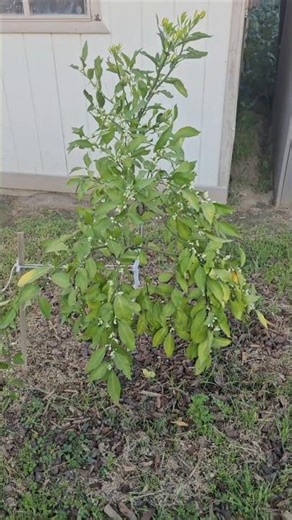 Owari Satsuma mandarin full of blossoms 🌸 #backyardorchard #mybackyardgarden #fruittree