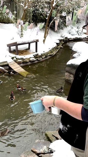 Today is World Waterfowl Day! To celebrate, we’ll be posting all day about the importance of waterfowl to our natural world. In this video, Keeper Vicky is giving our waterfowl residents their morning feed while explaining some of the different characteristics and roles of those residents. | Akron Zoo