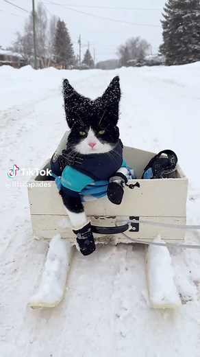 Fitz's Winter Adventure in a Homemade Sleigh