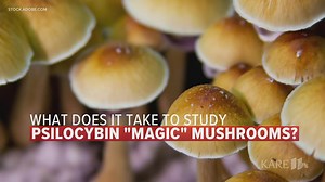 What it takes to study psilocybin mushrooms
