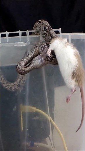 Small Snake vs Bigger Rat - Warning! Small Boa Live Feeding