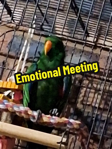 Why Does My Parrot Sound Like He’s Crying 😭🦜 what a parrot sound like #cutepets #parrot #eclectusparrot #funnypetsvideo #parrotsounds