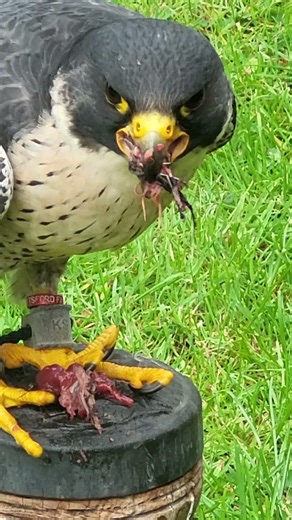 PEREGRINE TIERCEL FEEDING