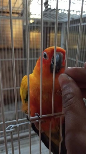 Hand tamed adult sun conure #sunconure #sunconureparrot #sunconures #sunconuresofinstagram #conure