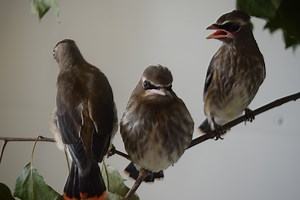 1.3K views · 71 reactions | An influx of cedar waxwing nestlings at...