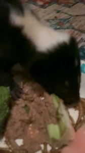 I have a VERY sad & bumming update about the little tiny skunk. He was the one of the first litters in May, the only survivor of his siblings, very high parasitic load, once that was cleared he would eat well really gorge himself that along the way I became very protective over him in part of his rehabilitation. This morning he ate his breakfast his spunky self, and I happened to think to myself “wow you sure made it through your fur is growing putting on weight little Skunker” he still should b