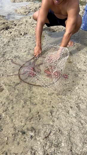 59K views · 215 reactions | Smart catch octopus | Ran Olivares | Facebook