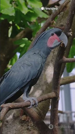 Top 5 Largest Islands