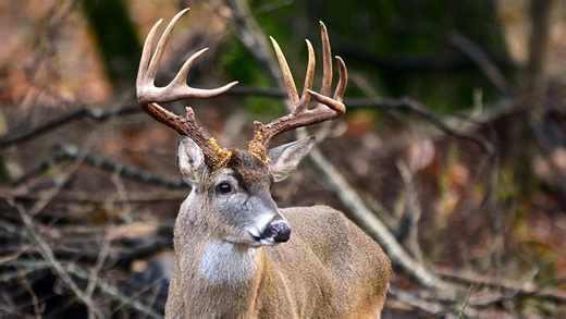 When does deer season end in MS? Here is what you need to know