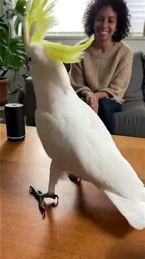 Moves Require Boss Battle