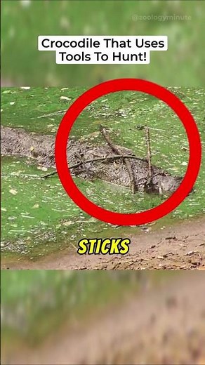 These Crocodiles Use TOOLS to Catch Prey!