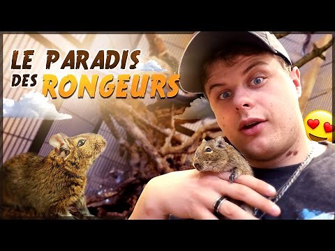 JE FAIS UNE CAGE INCROYABLE POUR MES OCTODONS !