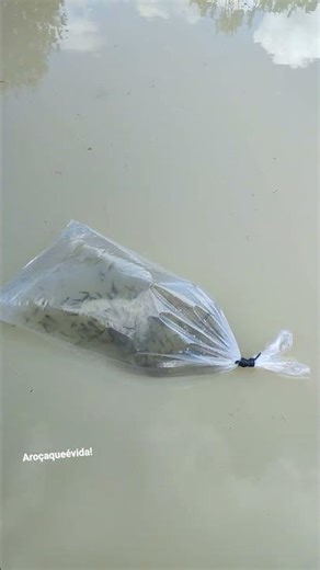 Starting tilapia farming!
