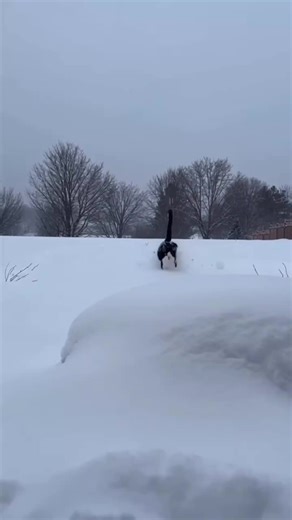 Cat Antics: Breaking the Rules in Style