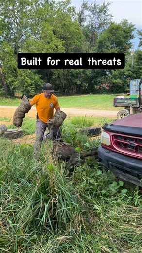 Fortress K9 - Protection Dog Training & Sales on Instagram: "This is not sport work. There’s no choreography here, no clean field, no cooperative decoy. We train dogs to stay engaged when footing is bad, when they’re being dragged through cover, when they’re driven into vehicles, and when the fight is ugly. The focus is the bite—commitment, pressure, and intent—because real attackers don’t stop when things get uncomfortable. You can’t fake this level of resolve. You either train for it, or you d