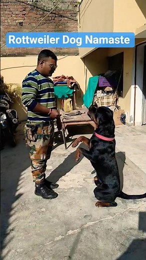 Rottweiler Dog Namaste #session #12 #shorts