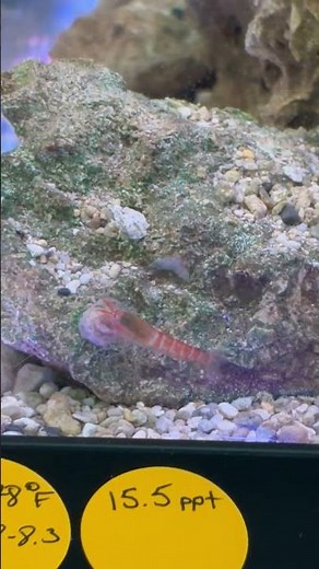 Hawaiian opae Anchialine pool shrimp (Metabetaeus lohena)