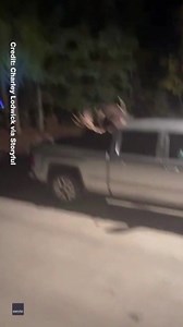 Moose fight in Colorado driveway A family in Steamboat Springs, Colorado got a surprise one night when they saw two aggressive moose battling it out on their driveway. The footage was record by Charley Lodwick on October 12 and shows the two moose bashing into one of their parked cars, sending a wing mirror flying. One even ended in the back of the pickup truck. The family came rushing outside when they heard noises on their driveway and couldn't believe what they were witnessing. For more, go t